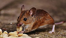 24 Hour & Emergency Exterminators in San Francisco, CA
